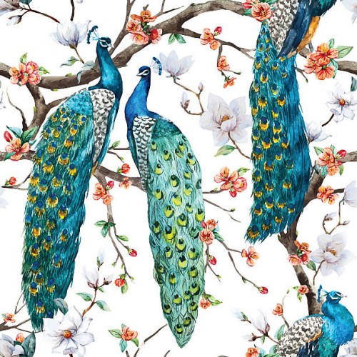 Peacock for Besta